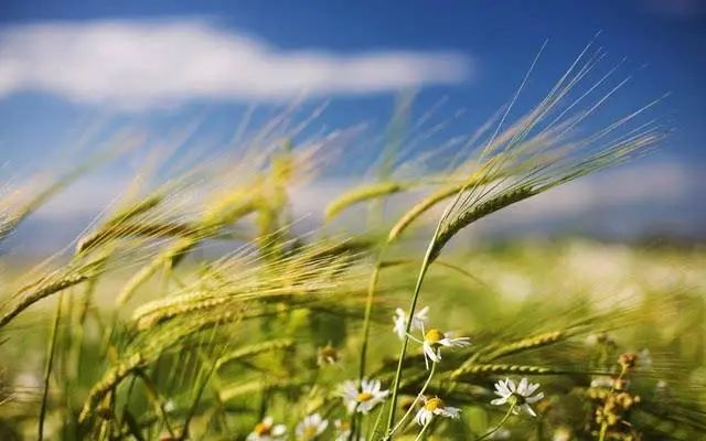 每一颗汗水 都有季节打赏 | 芒种